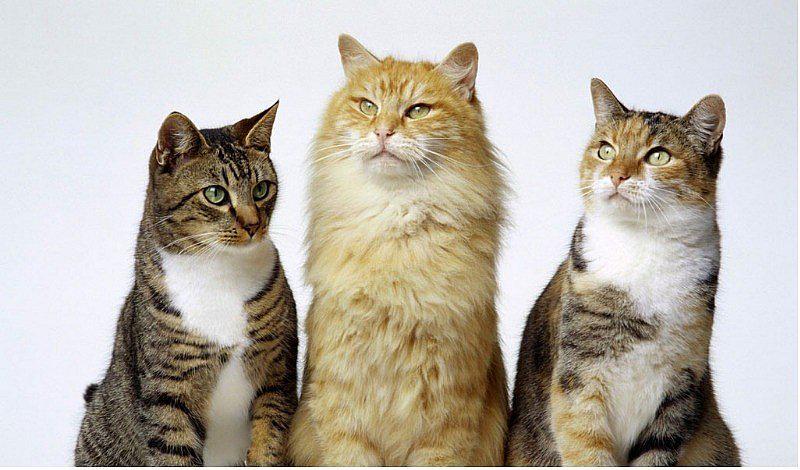 Gatos: ¿cómo saber si es zurdo o diestro?