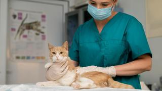 Gato estornuda en cara de veterinaria que lo atendía y le contagia de COVID-19