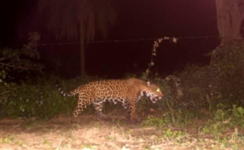 Tratan de capturar a un jaguar avistado cerca de aeropuerto 