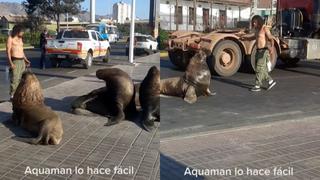 ¡Creen que Aquaman ha regresado! Sujeto se hace viral por dominar a lobos marinos y ordenarles volver al mar