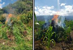 La Libertad: PNP calcinó 11 mil plantones de cannabis camuflados en sembríos de maíz