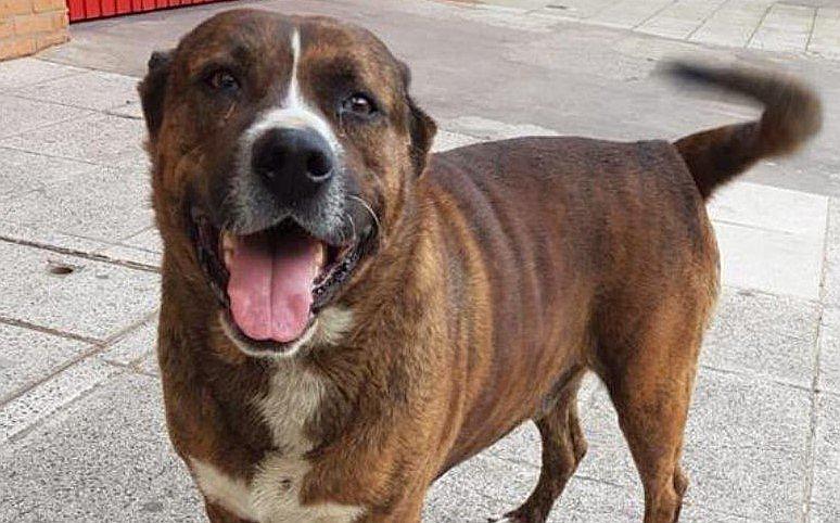 ​Mujer "amante" de animales asesina de 5 puñaladas a perro (VIDEOS)