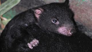 Demonios de Tasmania evolucionan para resistir un cáncer que los aqueja 