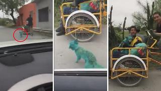 Perritos son pintados de verde y su dueño dice es "es la moda" (VIDEO)