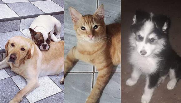 Mascotas perdidas: conoce qué animales están extraviados en Lima