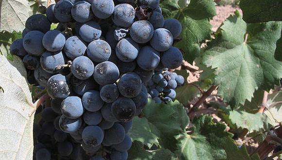 Aceite de pepitas de uva muscadine ayuda a reducir la obesidad
