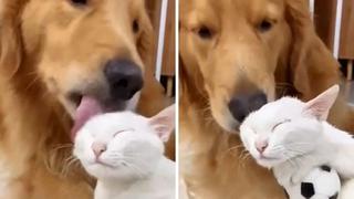 Perro y gato demuestran ser los más grandes amigos y conmueven a cientos en las redes