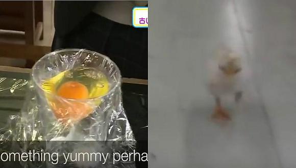 YouTube: Mira el sorprendente nacimiento de un pollito tras experimento [VIDEO]