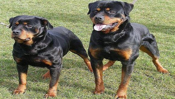 Rottweilers que atacaron a mascota y su dueña en Chorrillos tienen más víctimas (VIDEO)