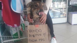 Perrito estremece tras buscar financiamiento para su quimioterapia