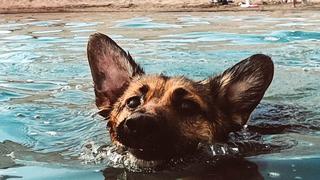 Perro sube a una lancha por primera vez y reacciona de una forma divertida al ver el agua