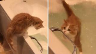 El video del gato cayendo a una tina llena de agua del que todos están hablando en las redes