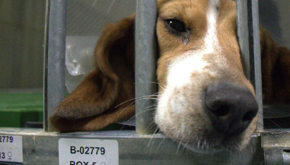 Los beagle son una especie muy utilizada en los laboratorios con la implantación de tumores, por ejemplo.