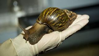 Contacto con el caracol gigante africano representa un grave riesgo para la salud (VIDEO)