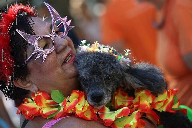 Perros celebran carnaval en Río y ladran contra su abandono [FOTOS]