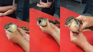 Facebook: extraño bulto dentro de serpiente asombra al mundo (VIDEO)
