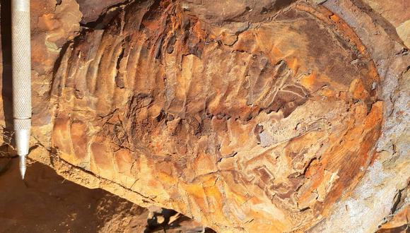 Fósil data de hace 467 millones de años (Foto: INGEMMET)