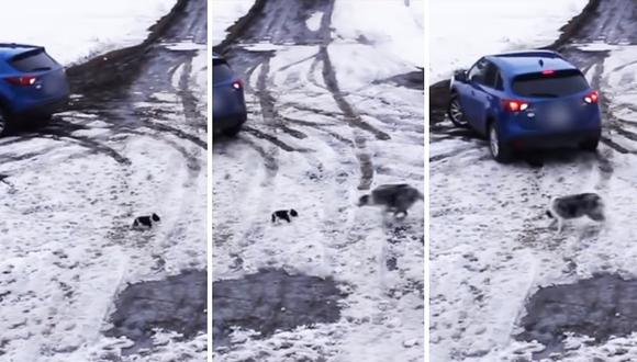 Perrito salva a cachorro de ser atropellado por un auto (VIDEO)