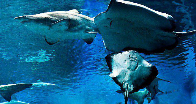 Proyecto global para "censar" tiburones y rayas amplía su objetivo 