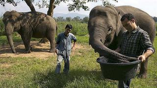 Excremento de elefantes produce café que cuesta un ojo de la cara