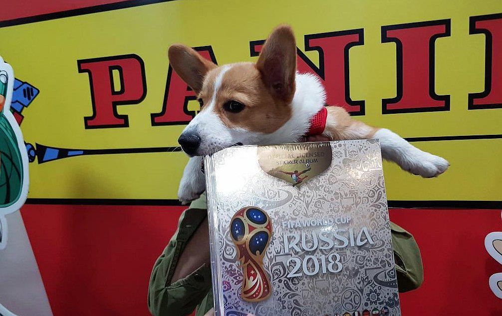 Le faltaba solo 30 figuritas para llenar su álbum Panini, pero 'tragedia' le llegó (FOTOS)