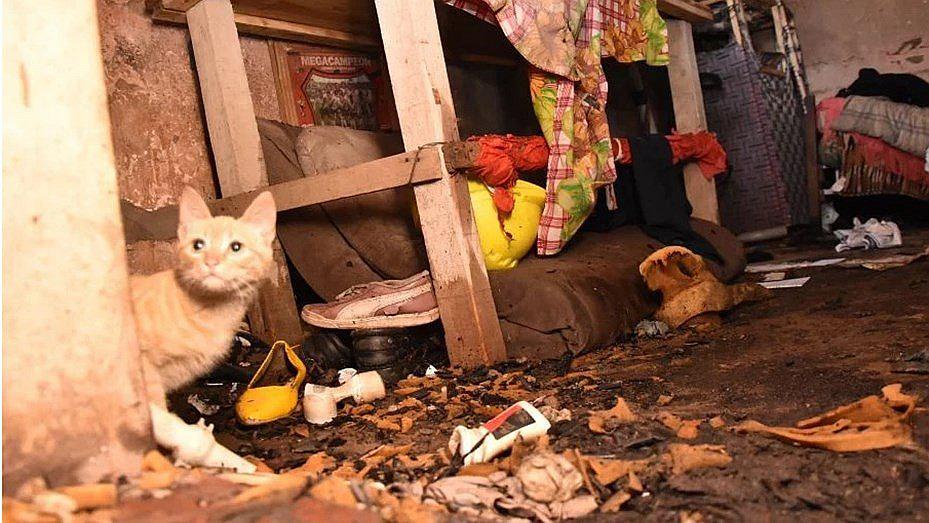 Niño prende fuego a su casa al intentar castigar a su gato juguetón