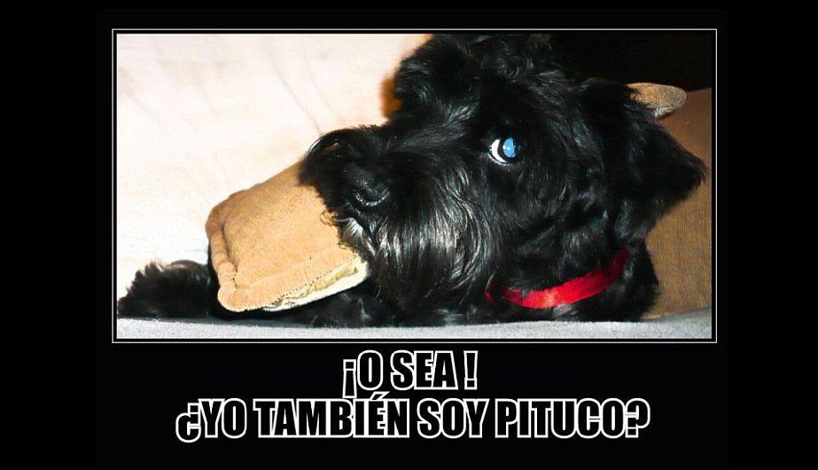 Aparecen los memes del escándalo de 'Perra pituca' 