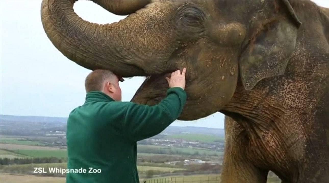 Inglaterra: Elefante visita a dentista por dolor de muelas y esto ocurrió [VIDEO]