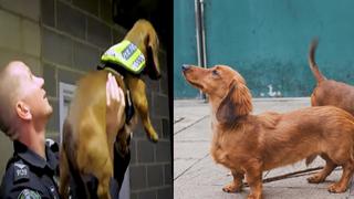 La policía de Australia presenta a sus nuevos refuerzos de la unidad canina: perros salchichas | VIDEO