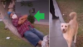 Hombre saca a sus perros a pasear, pero se queda dormido en un árbol en plena cuarentena