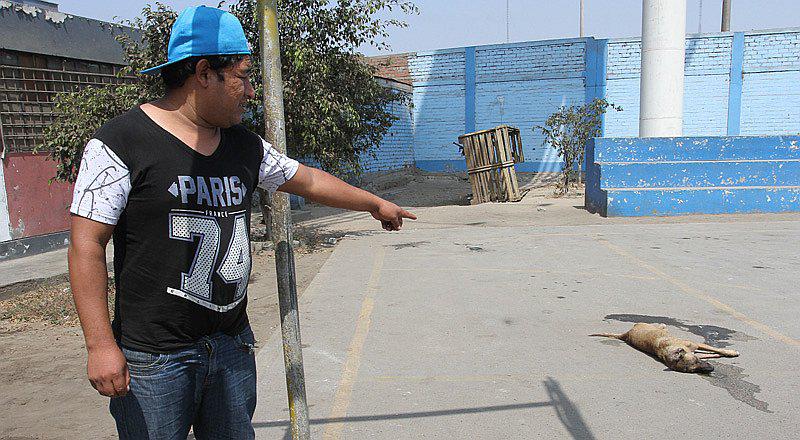 El Agustino: Secuestran a familia y envenenan a sus perros       