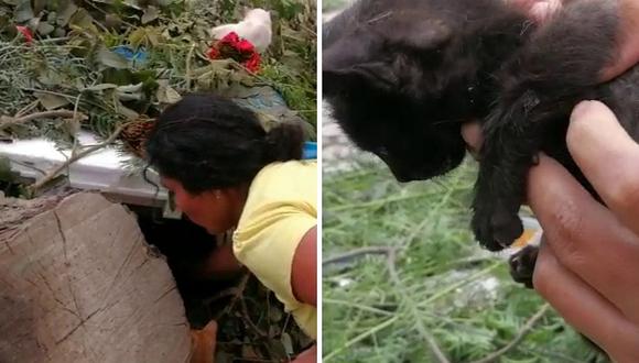 Sujetos queman a 9 gatos que dormían en refugio hecho por los vecinos de Chiclayo | VÍDEO