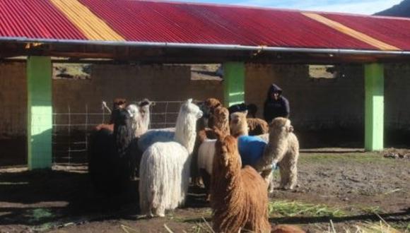 Apurímac: Agro Rural entregan 20 cobertizos a pequeños ganaderos para proteger a sus animales de heladas. (Foto: Agro Rural)