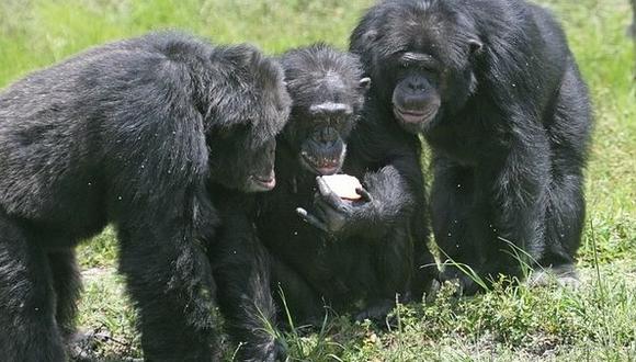 C​himpancés en estado salvaje también toman alcohol 