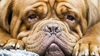 Cientos de perros bulldog desfilan en México en busca del Guinness 