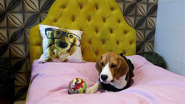 ​Piscina y masajes ofrece hotel para perros del sur de Asia (FOTOS y VIDEO)