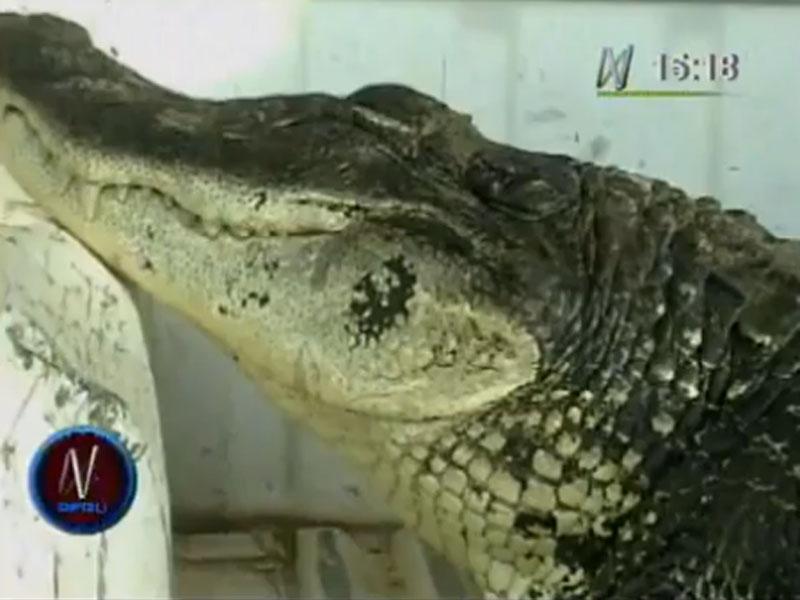 Pucallpa: Hombre vendía lagarto negro para hacer ceviche [VIDEO]