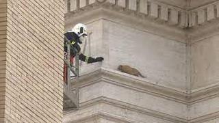 El Vaticano: gato queda atrapado en lo alto de columnata de la Plaza de San Pedro | VIDEO