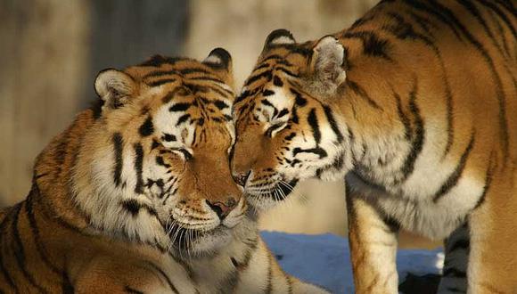 Cita de tigres en peligro de extinción acaba de la peor manera: el macho mata a la hembra