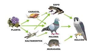 Cadena alimenticia: el proceso entre productores, consumidores y descomponedores