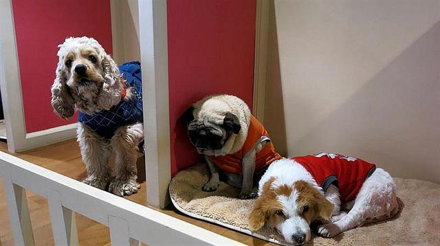 ​Piscina y masajes ofrece hotel para perros del sur de Asia (FOTOS y VIDEO)