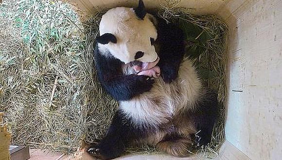 Pandas de Viena en perfectas condiciones en cumpleaños de su hermano 