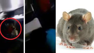 Semana Santa: rata se convierte en el terror de bus interprovincial (VIDEO)