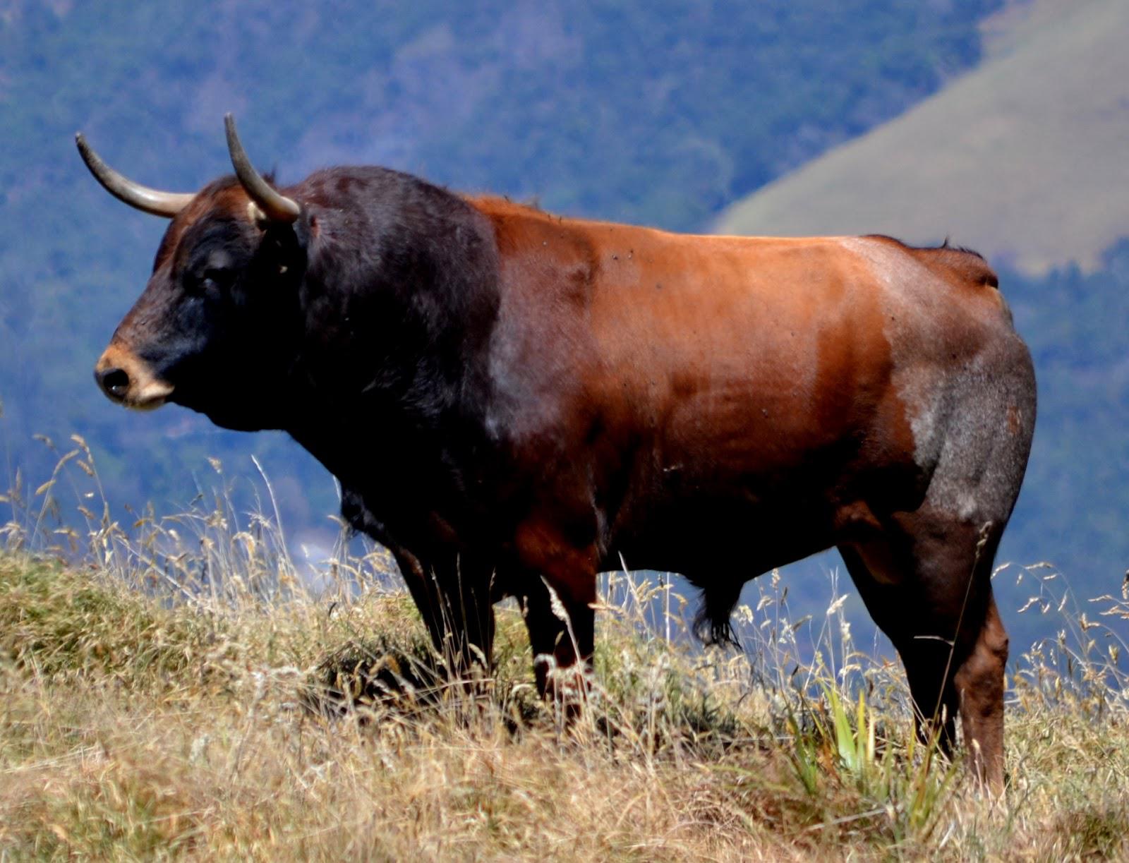Toro defiende su virilidad, embiste a veterinario y evita su castración 