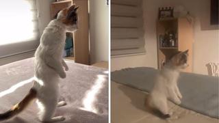 Gato se vuelve famoso al pararse en dos patas....¡sin ayuda!