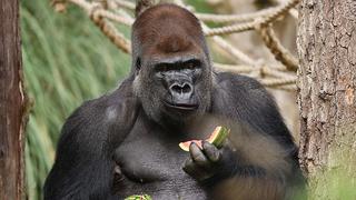 Gorila escapa de su celda para comer frutas y luego regresa  