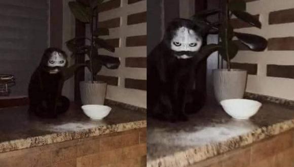 Este gato negro es de terror por lo visto.