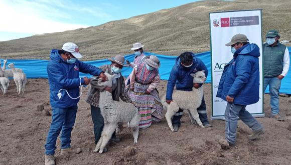 Arequipa: La aplicación de estos productos veterinarios se realizaron en el distrito de Tuti, provincia de Caylloma. (Foto: Agro Rural)