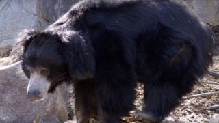 Una osa enfurecida mata a tres personas antes de ser abatida 