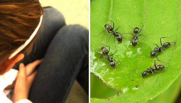 Hormigas negras evitaron que abusen sexualmente de una adolescente 